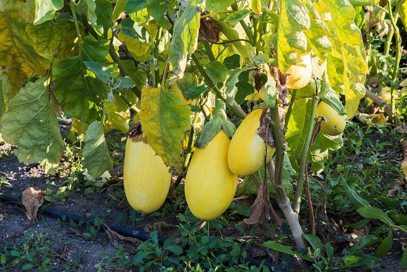 Acordul Mercosur poate duce la dispariția unor soiuri românești și la dezechilibre pe piață, atenționează BRGV: „Am pierdut deja 2.600”