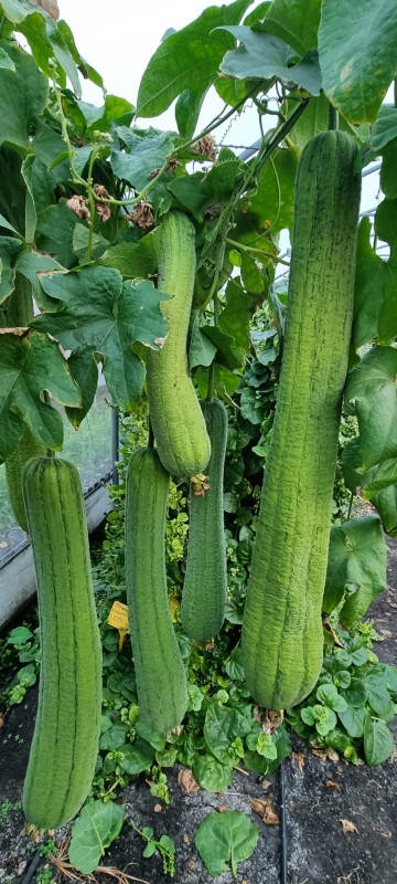 Burete vegetal de până la un metru lungime, cultivat de BRGV; poate fi folosit pentru izolarea caselor