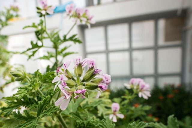 Culturile de apartament pe timp de iarnă pot asigura alimentația și purificarea aerului