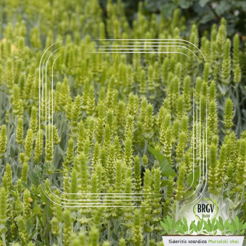 NGT-urile ar putea modifica efectele plantelor medicinale; România ar putea deveni un producător mondial de ceaiuri