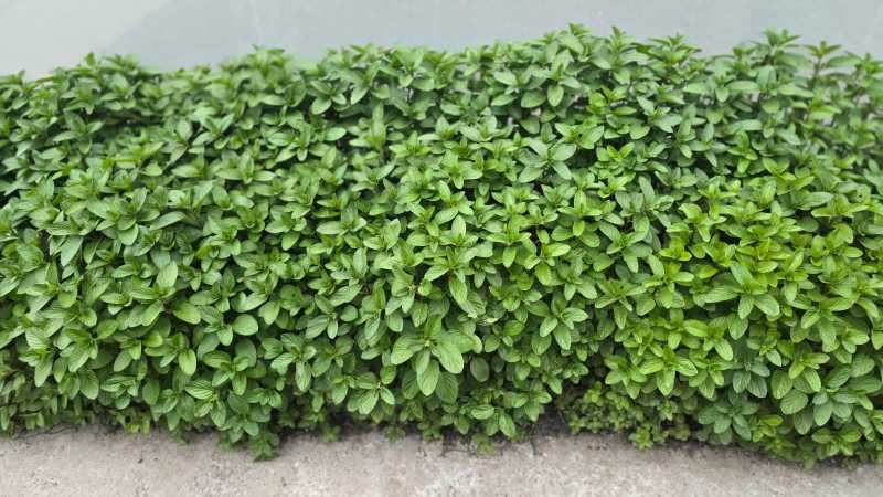 BRGV păstrează aromele copilăriei în soiuri de mentă cu arome de ciocolată, cuișoare și vanilie